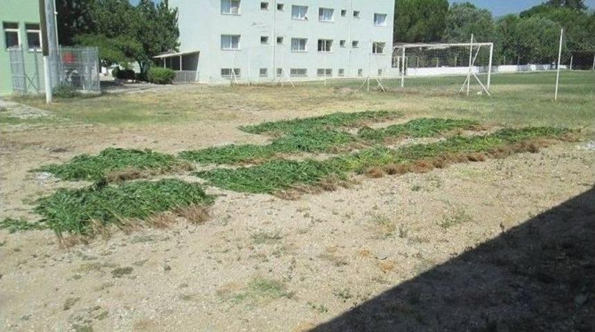 Kiraz&rsquo;da 500 K&ouml;k Hint Keneviri Ele Ge&ccedil;irildi