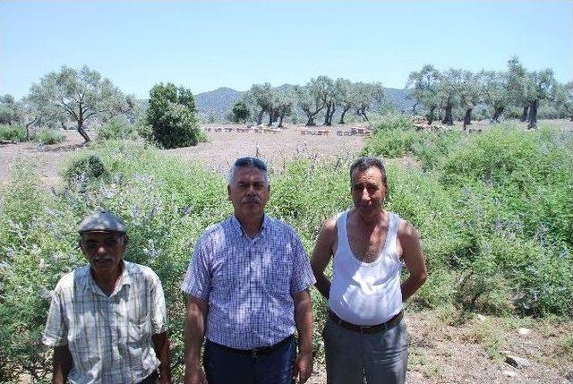 Aydın’da Hayıt, Kekik Ve Kargan Bitkileri Koruma Altına Alındı