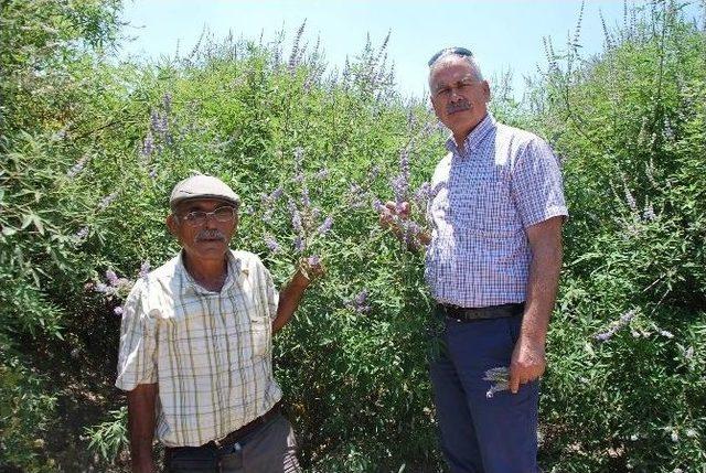 Aydın’da Hayıt, Kekik Ve Kargan Bitkileri Koruma Altına Alındı