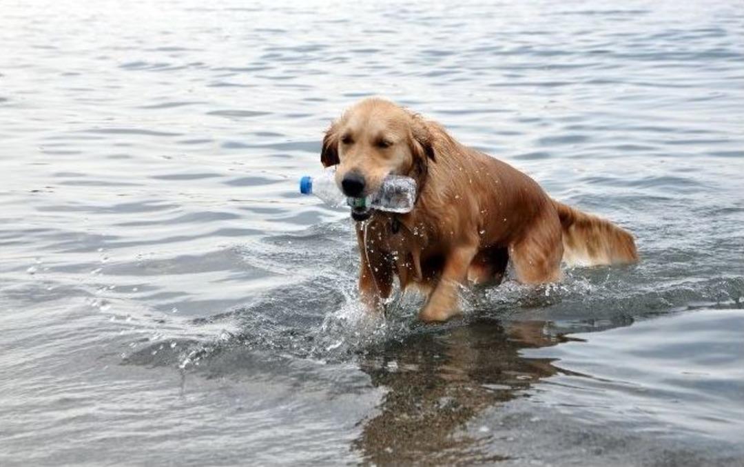 (&ouml;zel Haber) &Ccedil;evreci K&ouml;pek &lsquo;sezar&rsquo; İş Başında