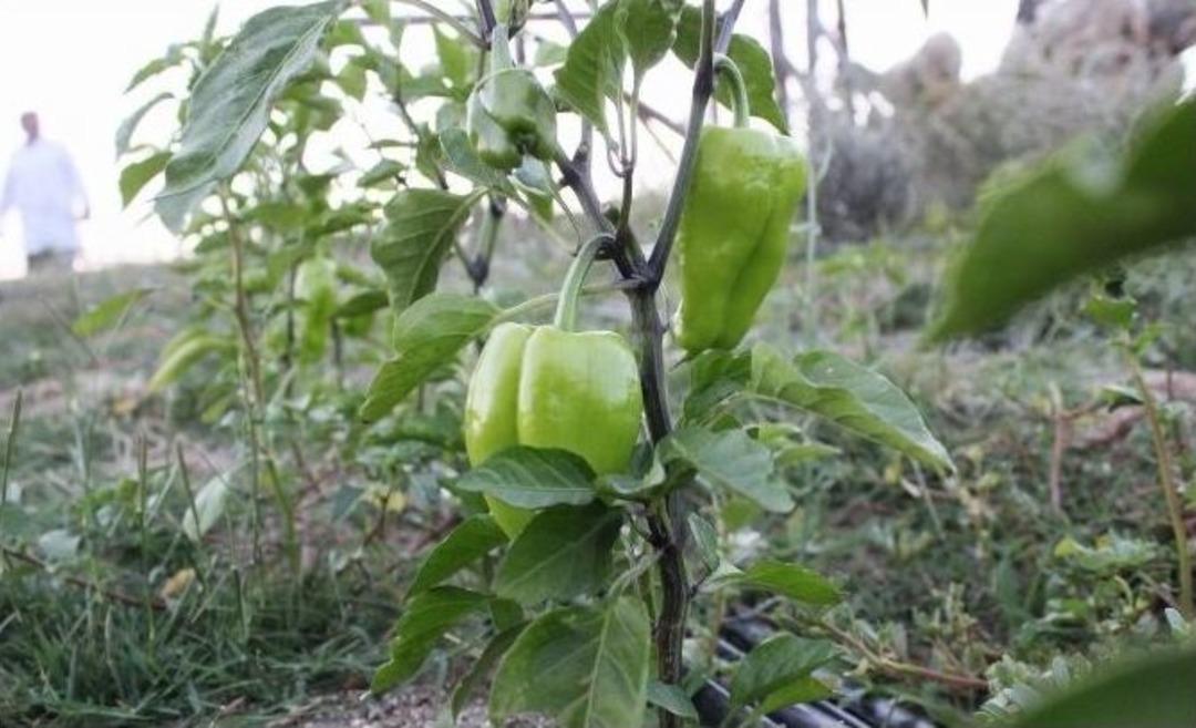 (&ouml;zel Haber) İsrail&rsquo;in Tohum Politikasına Karşı Proje Geliştirdiler