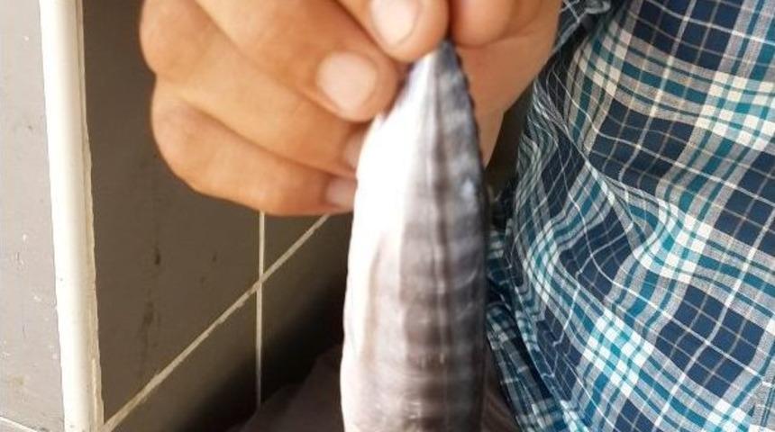 Sezonun İlk Palamuduna 50 Lira Verdi