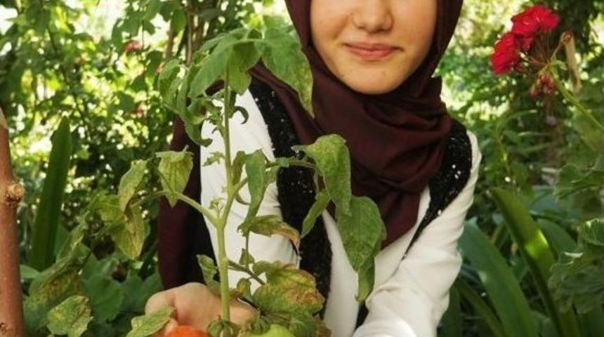 Sarıg&ouml;l&rsquo;de Biber G&ouml;r&uuml;n&uuml;ml&uuml; Domates Yetişti