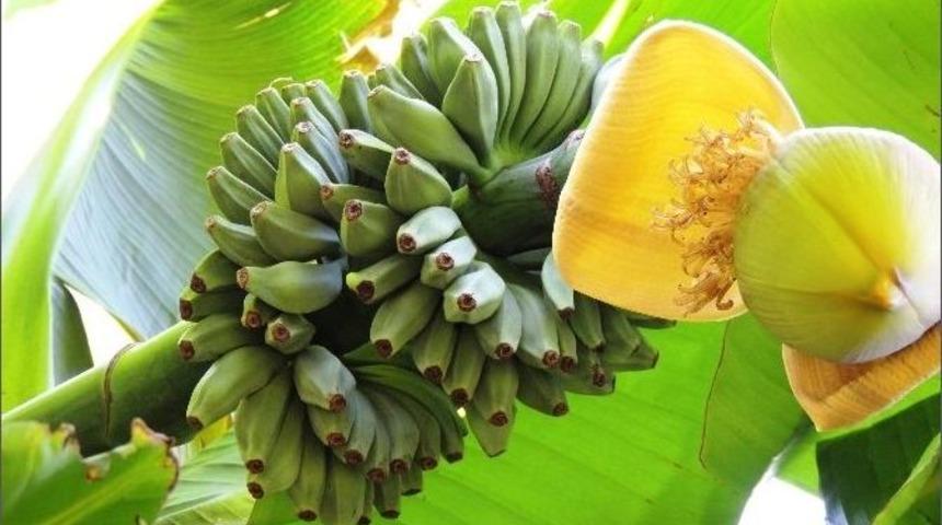 Karadeniz&rsquo;de Muz Yetiştirdi