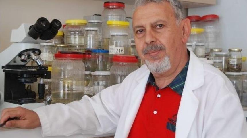 Akdeniz&rsquo;in Yeni Mercanı İnceleme Altında