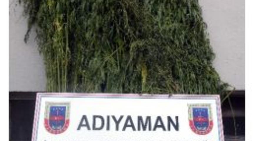 Bah&ccedil;ede 532 K&ouml;k Kenevir Ve 800 Gram Esrar Ele Ge&ccedil;irildi