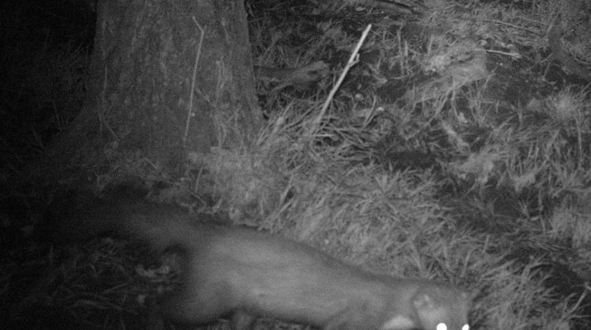 Amat&ouml;r Fotoğraf&ccedil;ılar Karacabey Longozu'nda