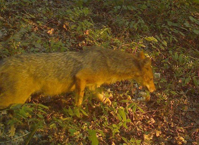 Amatör Fotoğrafçılar Karacabey Longozu'nda