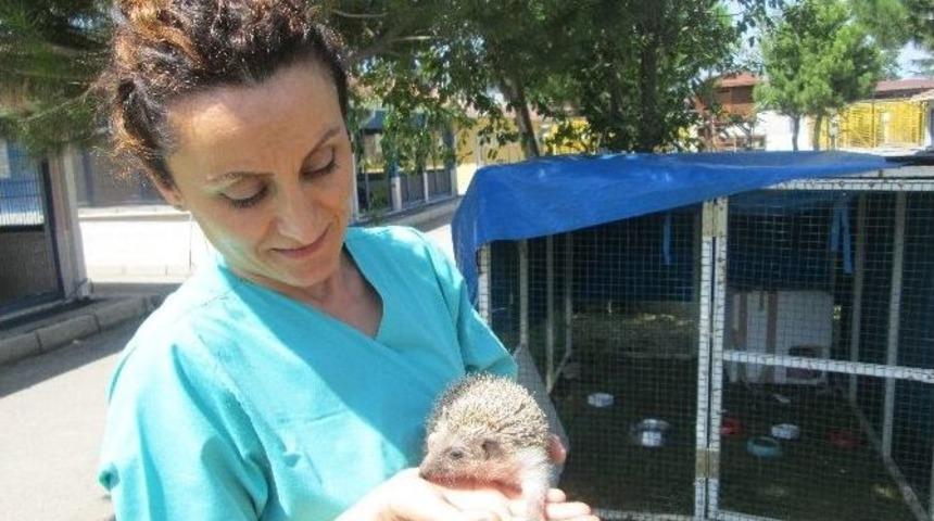 Kirpi Fredi, Bakım Ve Tedavi Merkezinin Maskotu Oldu