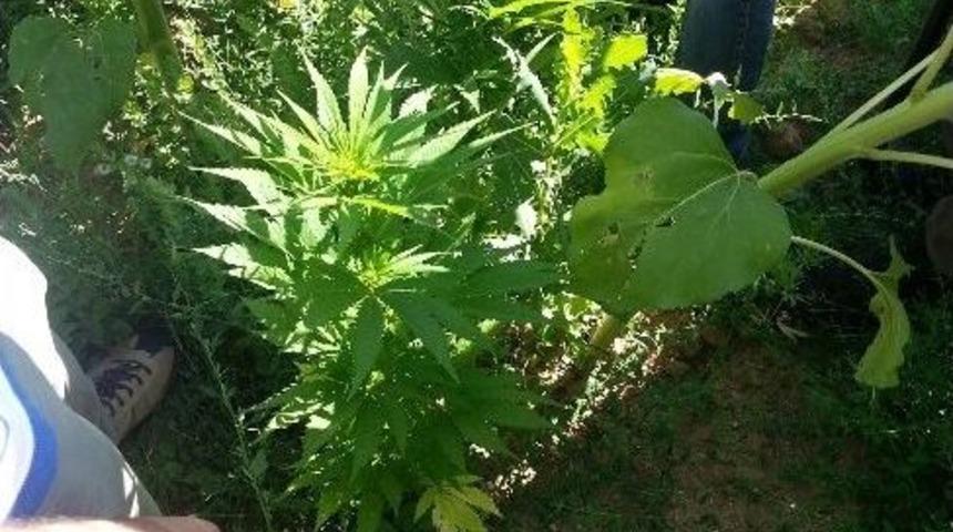 Kenevir Ekimi 'ağır Ceza'lık Oldu