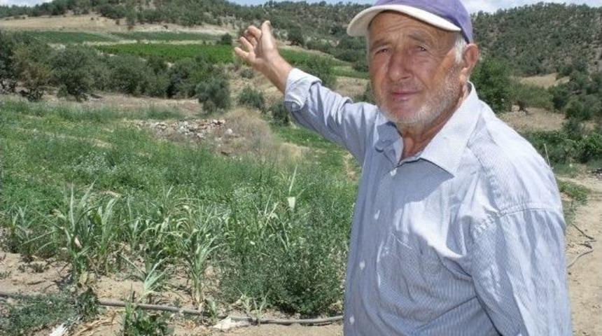 Domuz S&uuml;r&uuml;leri, Sarıg&ouml;ll&uuml; &Uuml;reticileri Bıktırdı