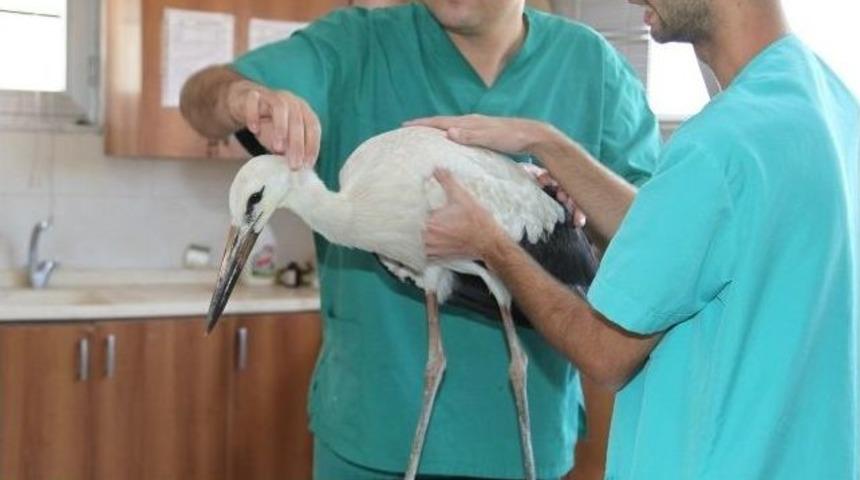 Yaralı Leylek Sağlığına Kavuşturuldu