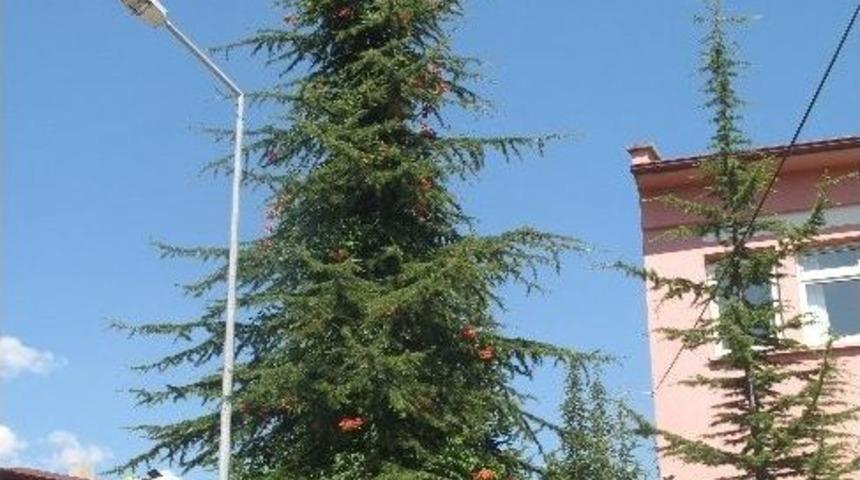 &Ccedil;am Ağacında G&uuml;ller A&ccedil;tı