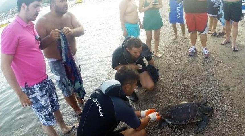 Yaralı Caretta Dekamer&rsquo;e Teslim Edildi