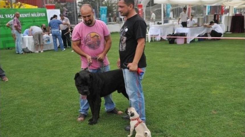 K&ouml;pek Irkları Nil&uuml;fer&rsquo;de Tescillenecek