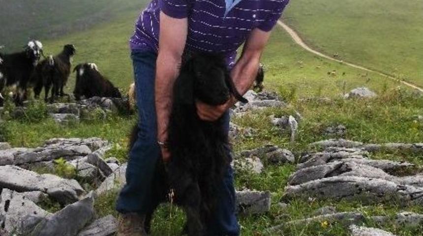 Trabzon Yaylalarında &Ccedil;obanlık Cazibesini Yitirdi