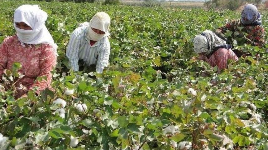 Primler Artınca &Ccedil;ift&ccedil;i Yeniden Pamuğa Y&ouml;neldi