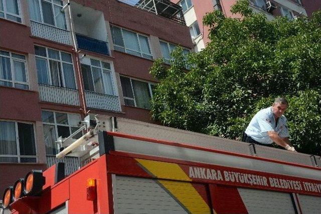 Ankara İtfaiyesinden 'kedi Doyurma' Operasyonu