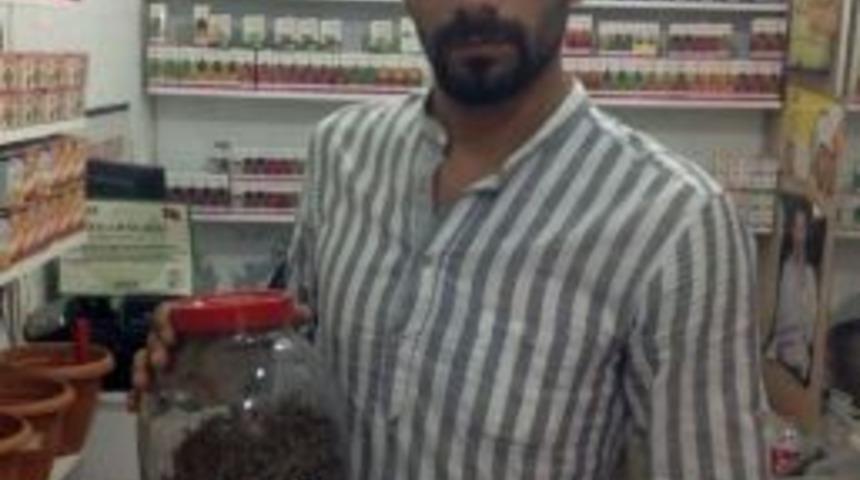 Sperm Sayısını Artıran Bitki: Dar-ı F&uuml;lf&uuml;l