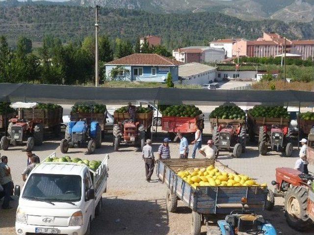 Karpuz Fiyatlarının Aniden Düşmesi Çiftçiyi Zor Durumda Bıraktı