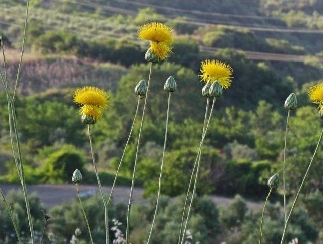 Uzmanlardan Kuşadası’nda Bitki Ve Çiçek İncelemesi