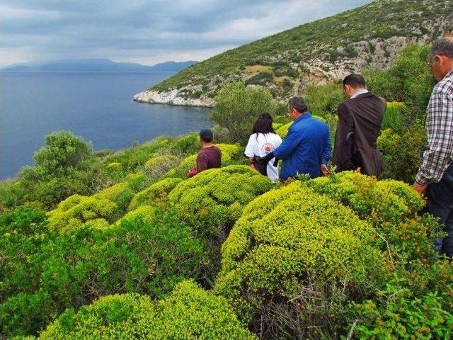 Uzmanlardan Kuşadası’nda Bitki Ve Çiçek İncelemesi