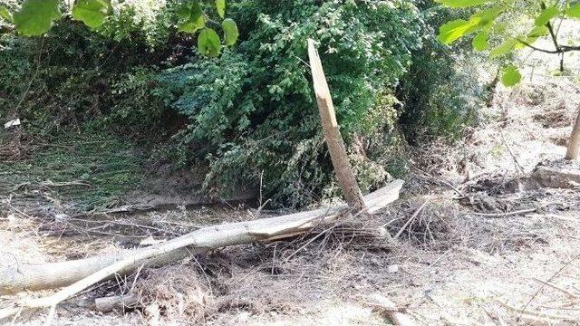 Kestiği Ağaç Üzerine Düşen Şahıs Hayatını Kaybetti