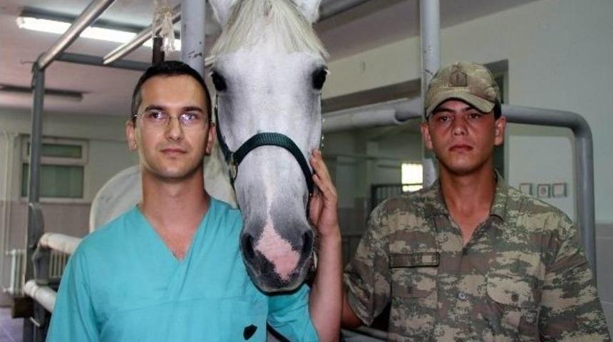 Tsk&rsquo;nın Kahraman K&ouml;pekleri Ve Cins Atlarının Sağlığı Bu Merkezden Soruluyor