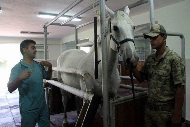 Tsk’nın Kahraman Köpekleri Ve Cins Atlarının Sağlığı Bu Merkezden Soruluyor