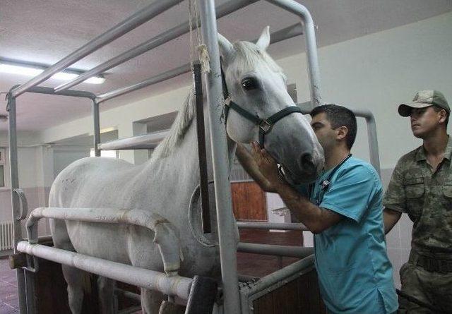 Tsk’nın Kahraman Köpekleri Ve Cins Atlarının Sağlığı Bu Merkezden Soruluyor