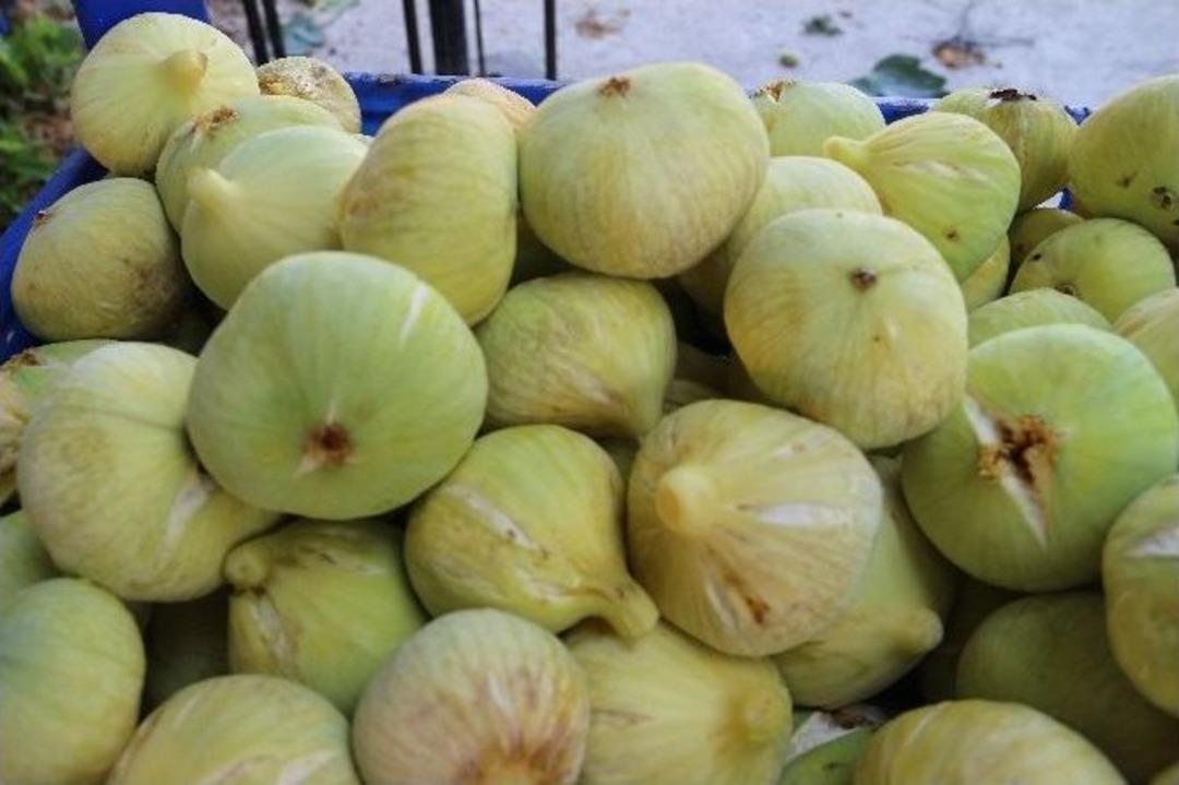 Mut&rsquo;ta İncir Altın Yılını Yaşıyor