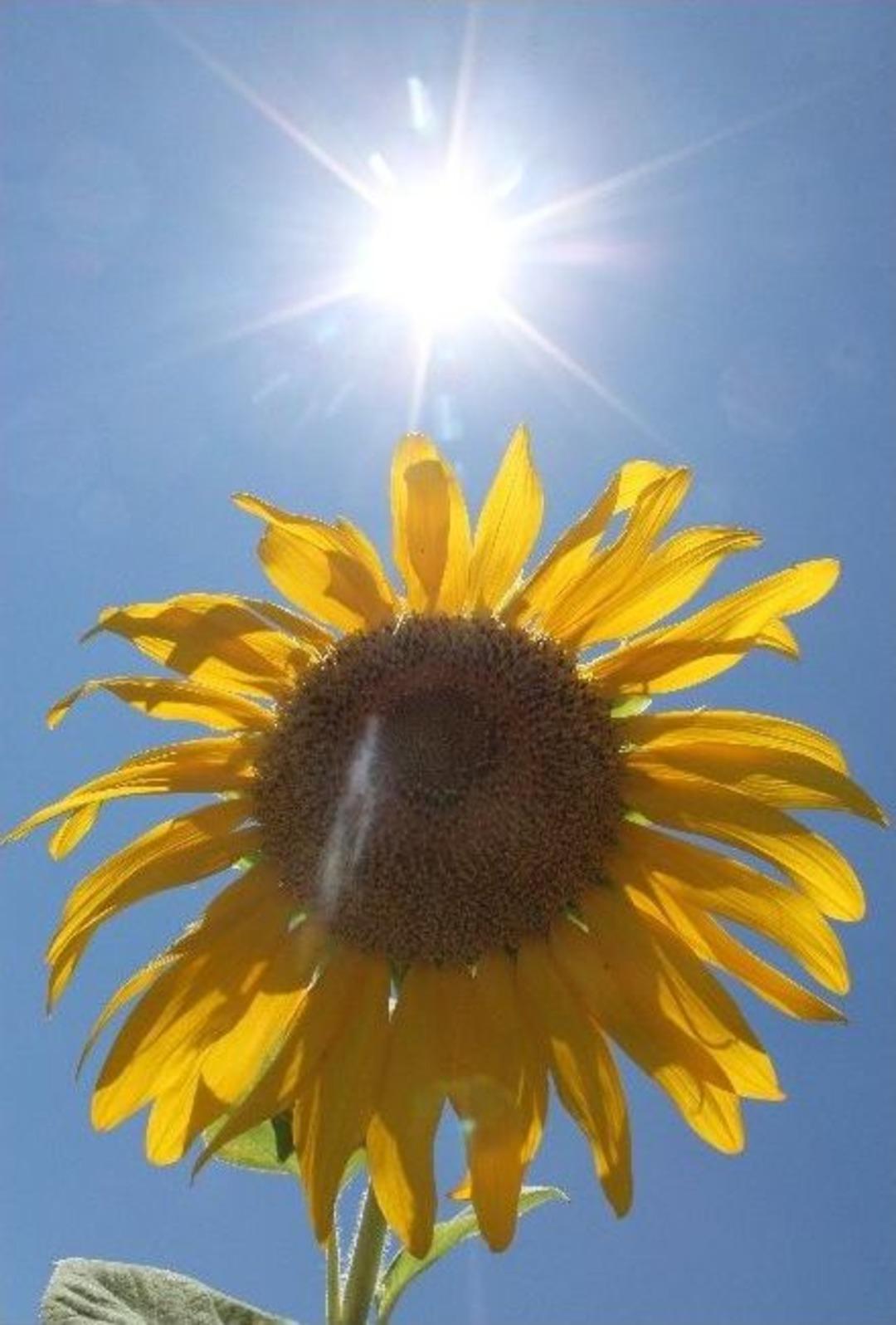 Kuruyan Nehir, &Uuml;r&uuml;n Verdi