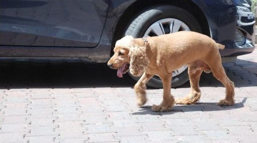 Fel&ccedil;li K&ouml;pek Sahiplerinin Sevgisi İle Yeniden Y&uuml;r&uuml;d&uuml;