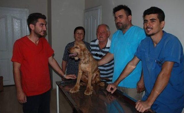 Felçli Köpek Sahiplerinin Sevgisi İle Yeniden Yürüdü