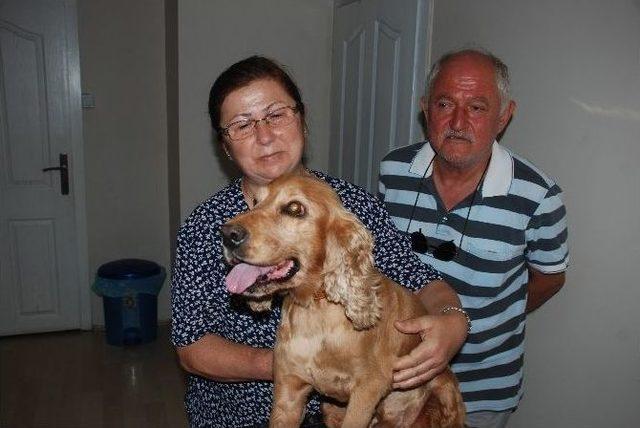 Felçli Köpek Sahiplerinin Sevgisi İle Yeniden Yürüdü