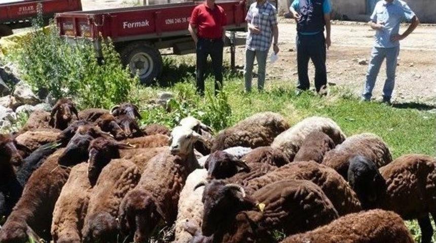 Oltu&rsquo;da Ork&ouml;y Faaliyetleri Devam Ediyor