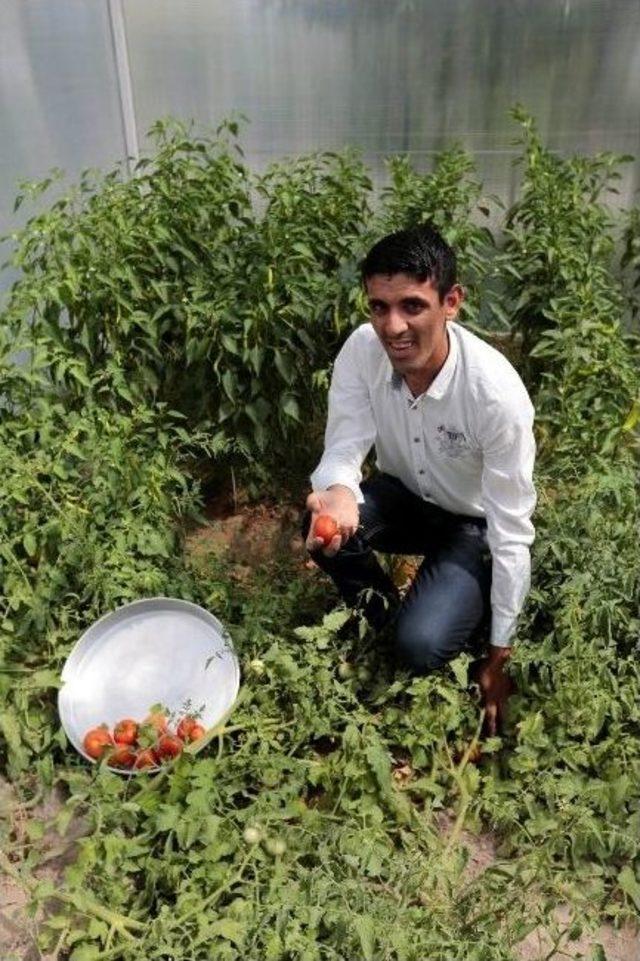 Engelliler İçin Kurulan Örnek Serada İlk Ürün Hasadı Yapıldı