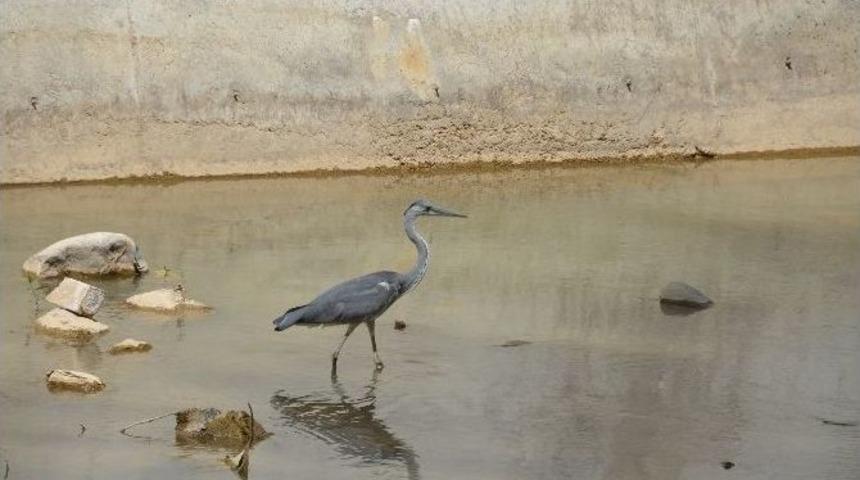 Harşit &Ccedil;ayına Leylek İndi
