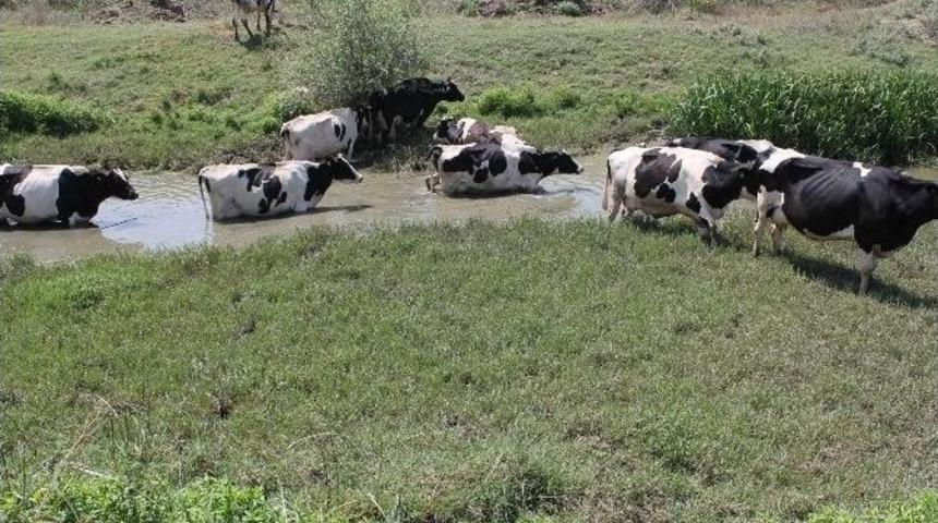 Sıcak Havada Strese Giren İneklerde S&uuml;t Verimi D&uuml;şt&uuml;