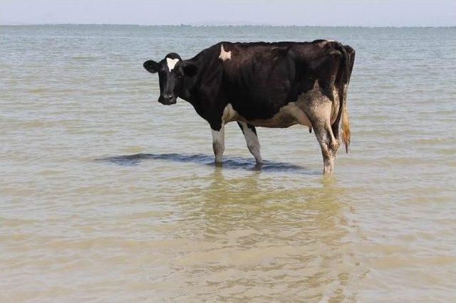 Sıcak Havada Strese Giren İneklerde Süt Verimi Düştü