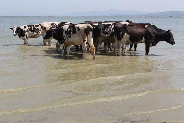 Sıcak Havada Strese Giren İneklerde Süt Verimi Düştü