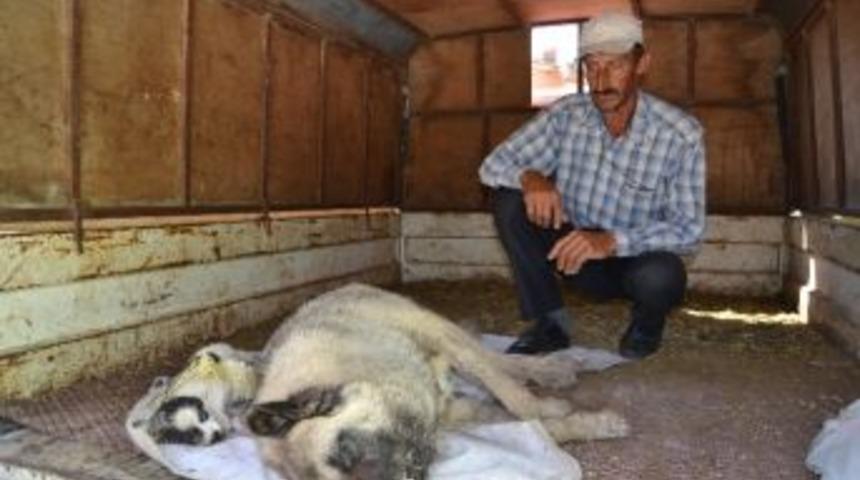 Yenişehir&rsquo;de K&ouml;pek Katliamı