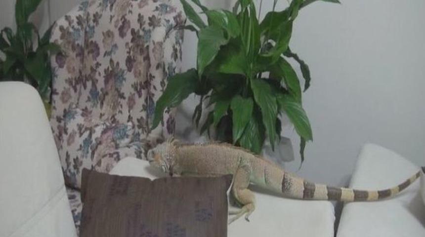 4 Yıldır Evlerinde İguana Besliyorlar