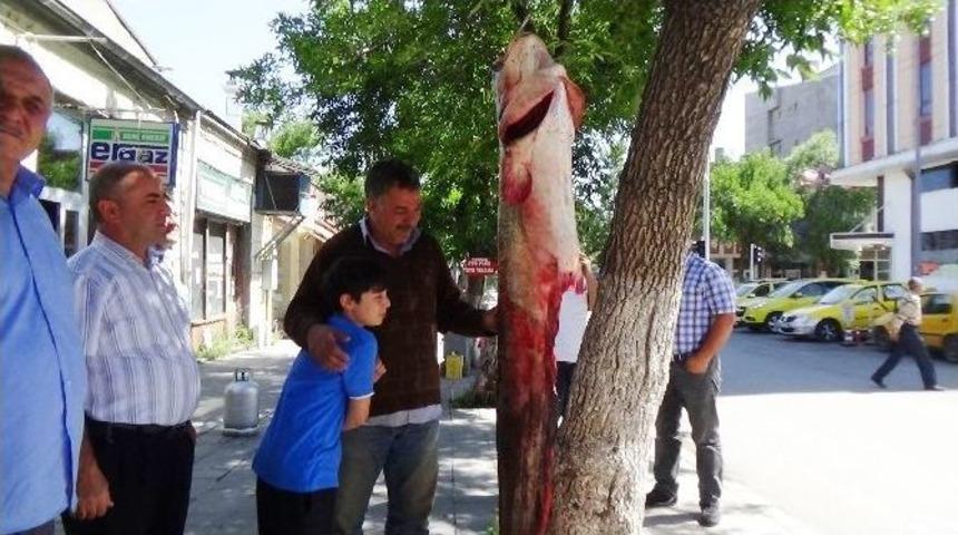 Kars&rsquo;ta 2 Metrelik Yayın Balığı Yakalandı