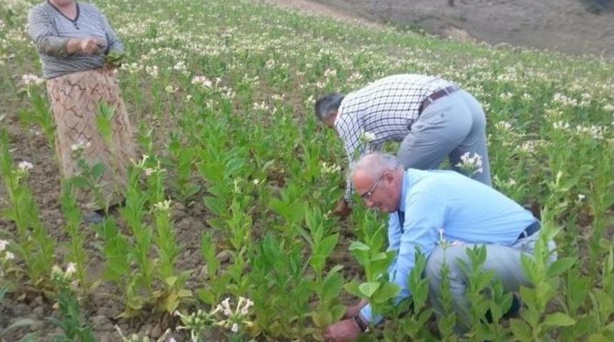 Başkan Yılmaz &Ccedil;ocukluk Yıllarına D&ouml;nd&uuml;, T&uuml;t&uuml;n Kırdı, T&uuml;t&uuml;n Dizdi