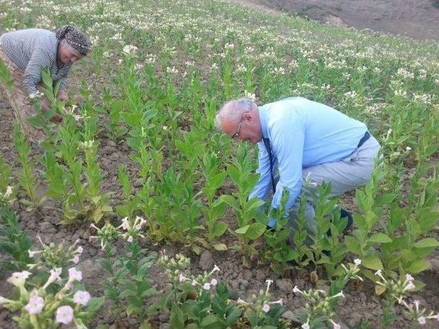 Başkan Yılmaz Çocukluk Yıllarına Döndü, Tütün Kırdı, Tütün Dizdi