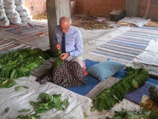 Başkan Yılmaz Çocukluk Yıllarına Döndü, Tütün Kırdı, Tütün Dizdi