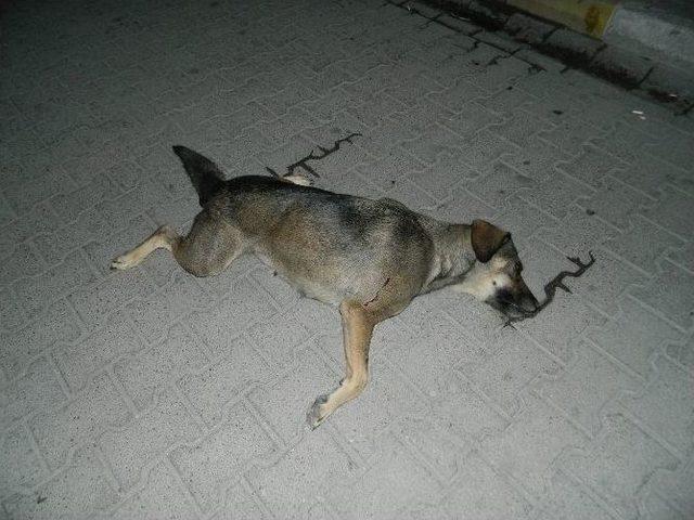 Köpeklere Gece Yarısı Operasyonu İddiası