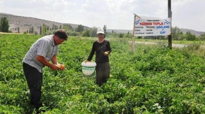 Bu Tarlada Herkes Kendi Sebzesini Kendi Topluyor