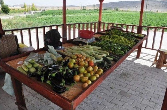 Bu Tarlada Herkes Kendi Sebzesini Kendi Topluyor 1